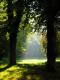 Herbstliche Waldlichtung in der Morgensonne