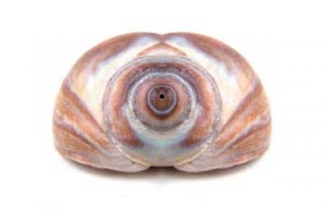 Zweisiedlerschnecke - megado - auf - Array - Zweisiedlerschnecke - megado - auf - Array -