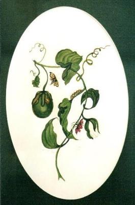 passionsblume - gerda mann - auf - Array - passionsblume - gerda mann - auf - Array -