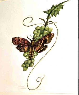 Totenkopfschwärmer - gerda mann - Array auf Array - Array - Totenkopfschwärmer - gerda mann - Array auf Array - Array -