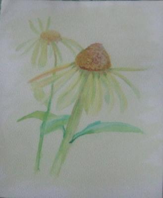 Sonnenhut - Dianas - Array auf Array - Array - Sonnenhut - Dianas - Array auf Array - Array -