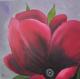Blüte Magenta 1 Blüte Magenta 1