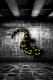 Salamander