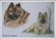 Eurasier SPARKY als Welpe u. heute - Karin Schnabl - Pastell auf  - Sonstiges - 