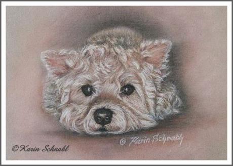 Westie  -Pudel - Mix JENNY - Karin Schnabl - Array auf  - Array - 