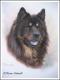 Eurasier CHINOOK