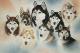 Husky-Rudel - Karin Schnabl - Karin Schnabl - Pastell auf Karton - Sonstiges - 