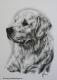 Golden Retriever Jeremy (2006) - Janette Herlinger - Kohle auf Papier - Sonstiges - 