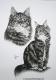 Maine Coon Katzen Rocky & Stella (2007) - Janette Herlinger - Kohle auf  - Sonstiges-Katzen - 