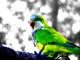 Bunter Vogel - Markus Lautenbacher -  auf  - VÃ¶gel-Sommer - 