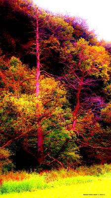 ---Foto 3 - Mario Kirchner - Array auf  -  - 