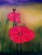 2x Mohn - Klaus Scholl - Acryl auf Leinwand - - 2x Mohn - Klaus Scholl - Acryl auf Leinwand - -