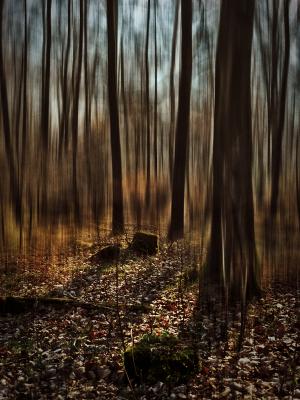 Mystic Wood - Michael Guntenhöner - Array auf  - Array - 