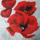 Mohn 2 Mohn 2
