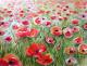 Mohn - Ulrike Mahler - Aquarell auf Papier - Mohn - 