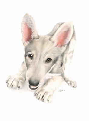 Weißer Hund - Sanni Schmiedefeld - Array auf - Array - Weißer Hund - Sanni Schmiedefeld - Array auf - Array -