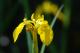 Yellow Flower - Peter Lustig -  auf  - Abstrakt-Blumen - 