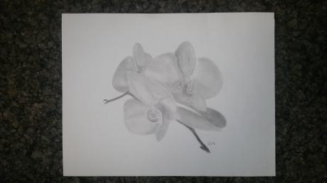 Orchidee - Patrick Droste - Array auf Array - Array - Orchidee - Patrick Droste - Array auf Array - Array -