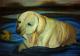 Badender Hund - Susanne Oster - Pastell auf Papier - Hunde-See-Morgen - Fotorealismus-Gegenständlich Badender Hund - Susanne Oster - Pastell auf Papier - Hunde-See-Morgen - Fotorealismus-Gegenständlich