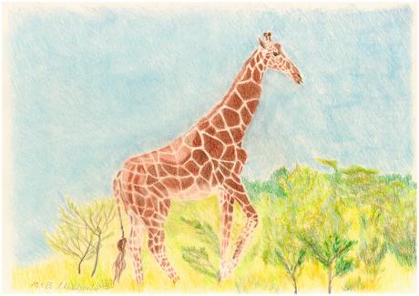 Netzgiraffe - Claudia Lüthi - Array auf - Array - Netzgiraffe - Claudia Lüthi - Array auf - Array -